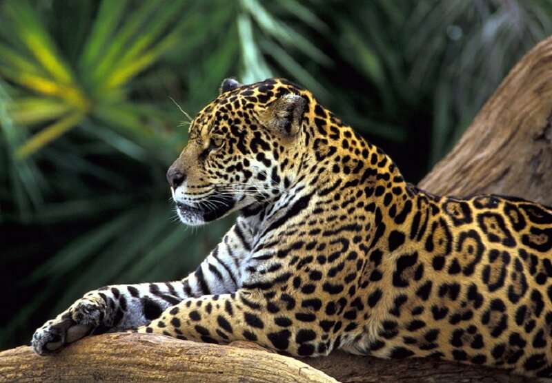 Jaguar Resting on Log — Yellow, Calm, Photograph, Palm Leaves