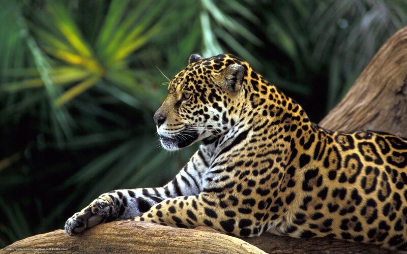 Jaguar Resting on Log — Yellow, Calm