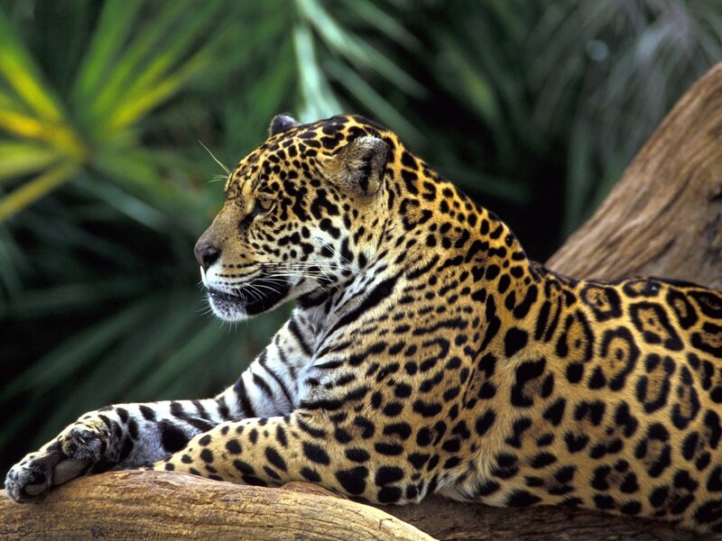 Jaguar Resting on Log — Yellow