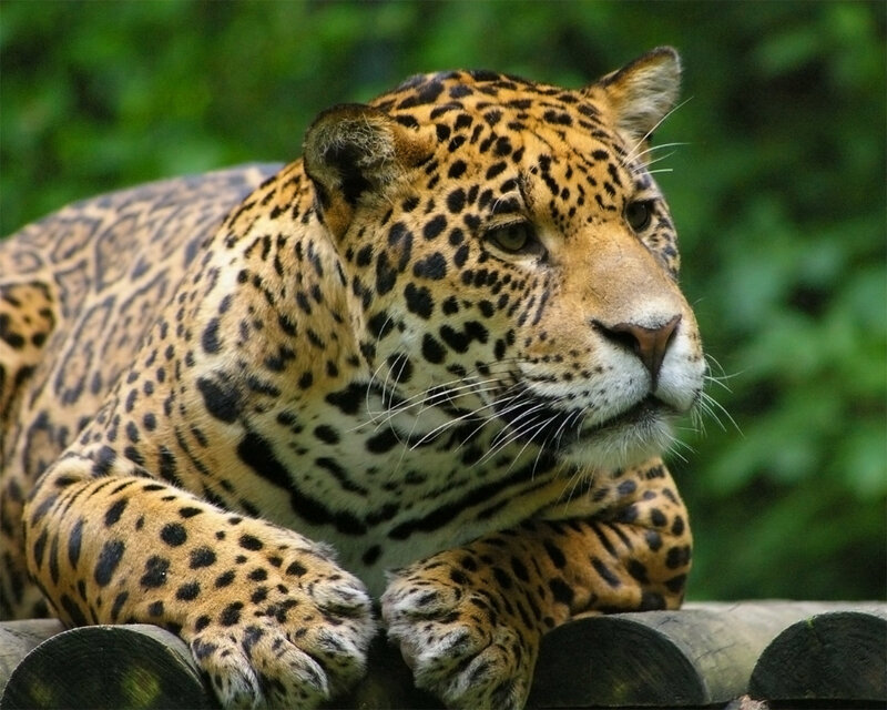 Jaguar resting on logs
