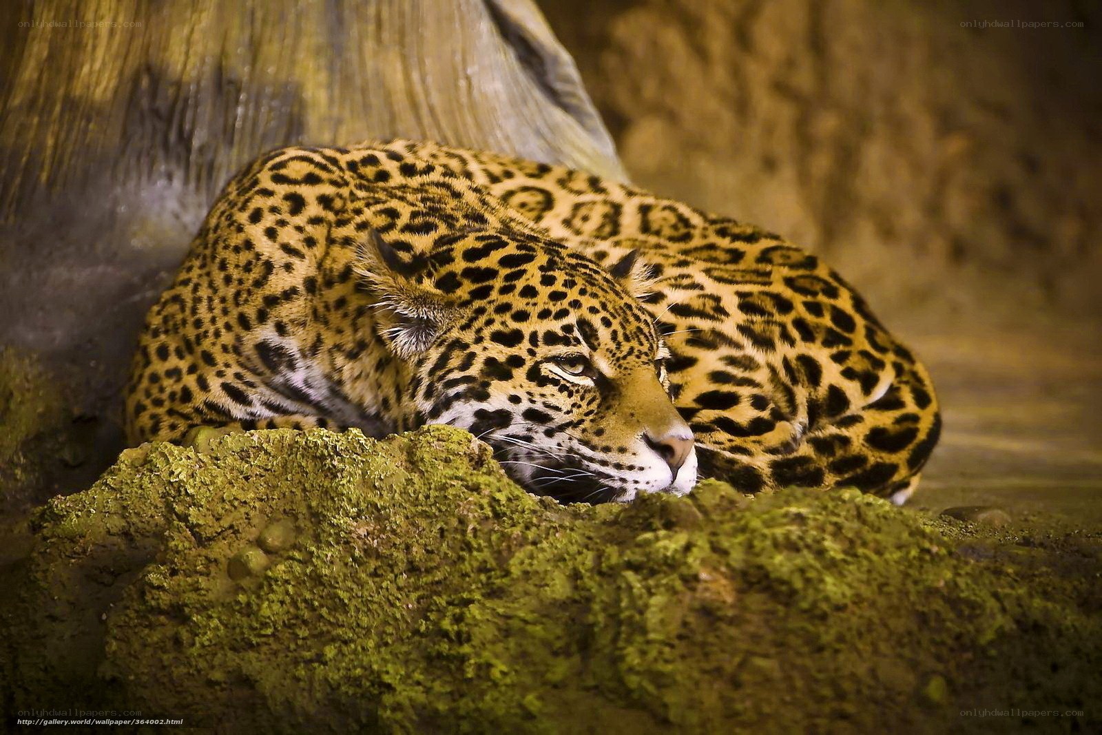 Jaguar resting on mossy rock