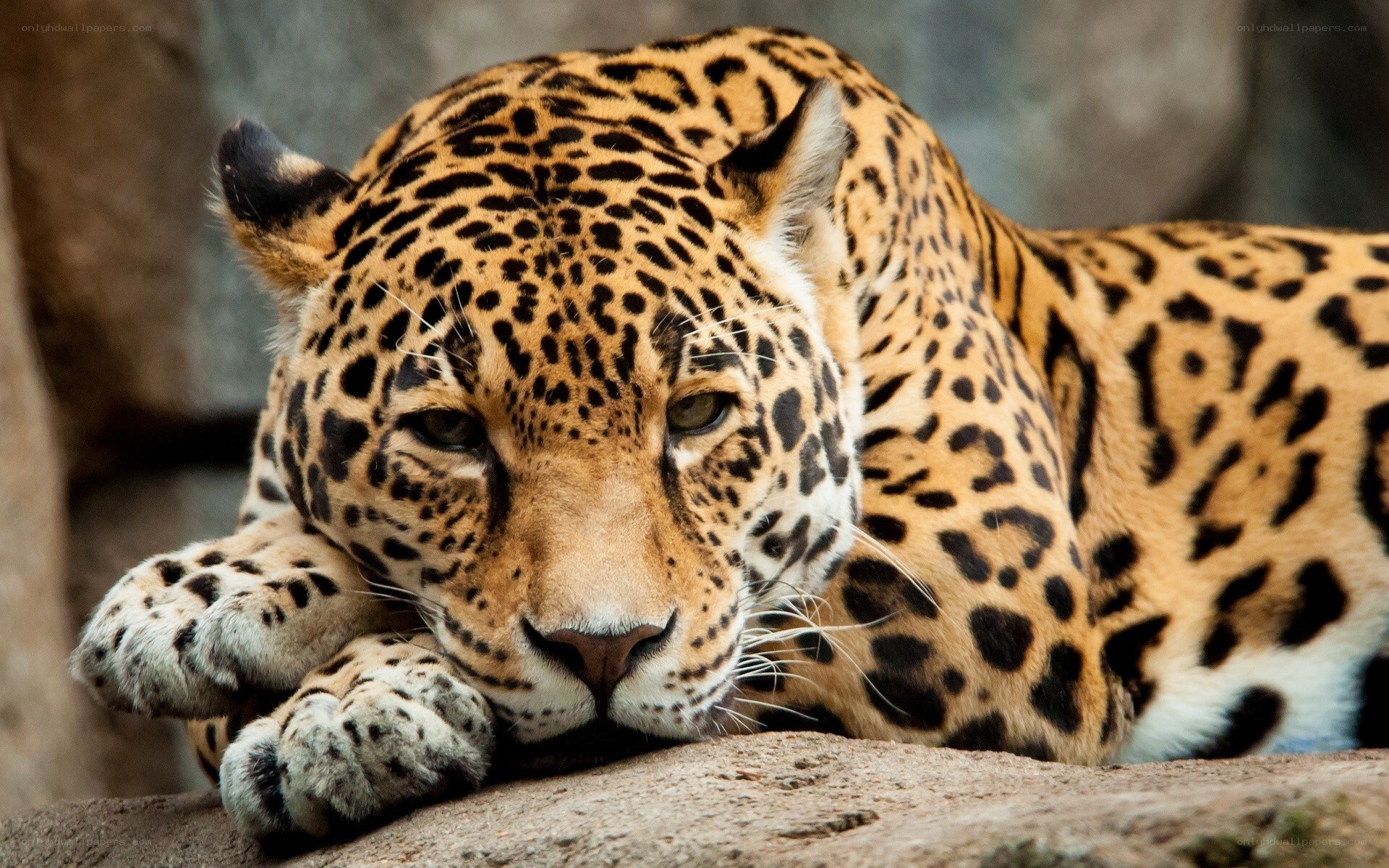 Jaguar resting on rock