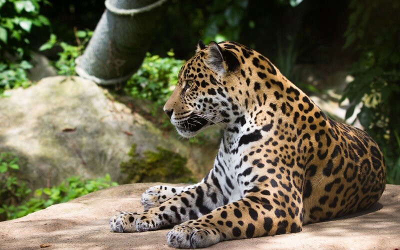 Jaguar Resting on Rock — Brown, Calm