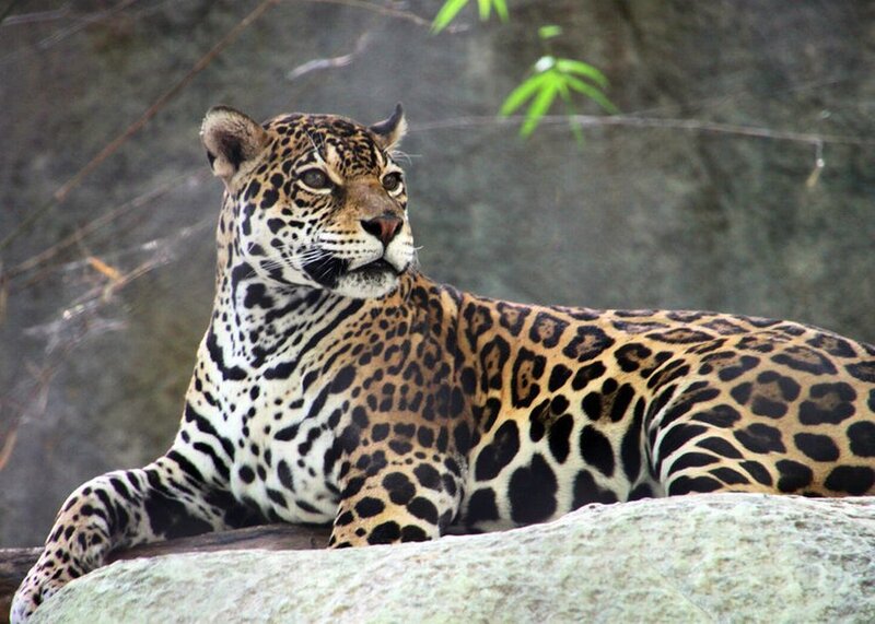 Jaguar Resting on Rock — Brown