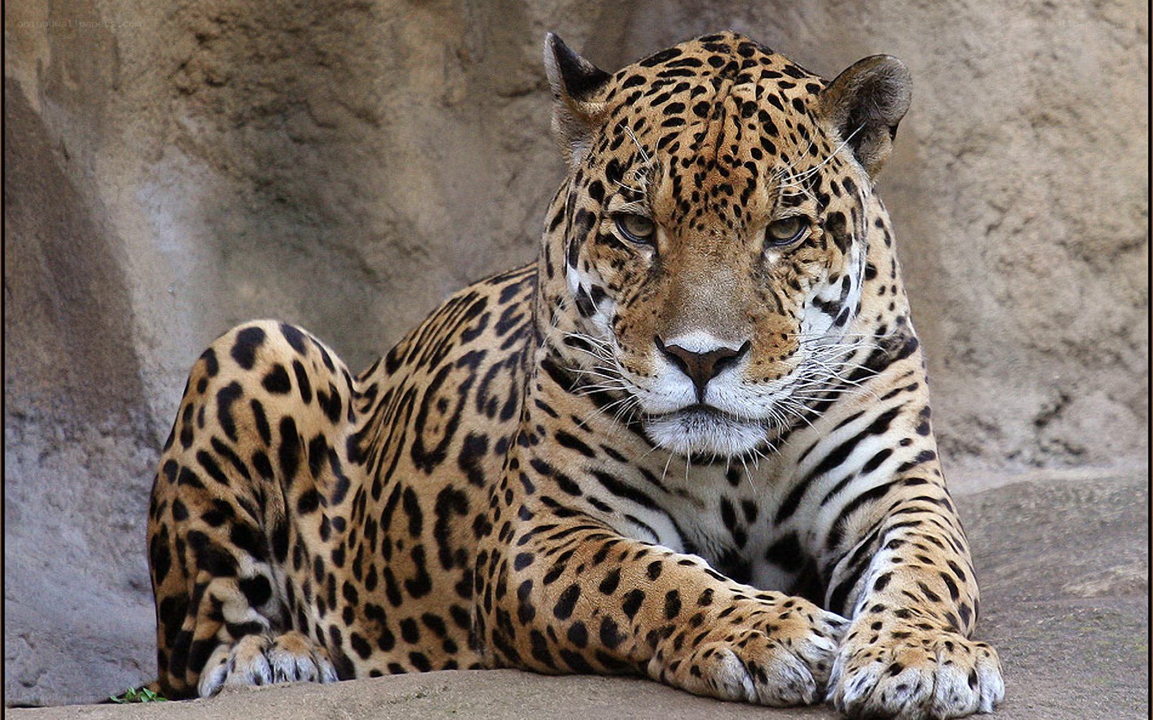 Jaguar resting on rock