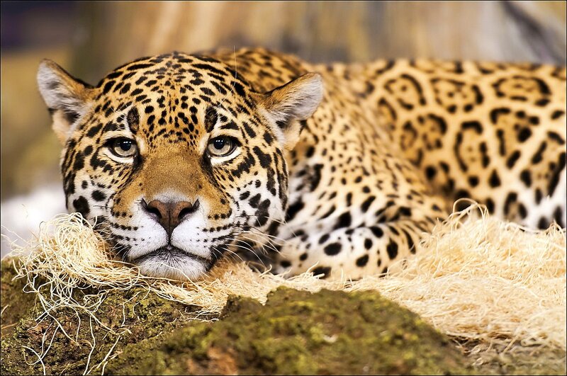 Jaguar resting on straw