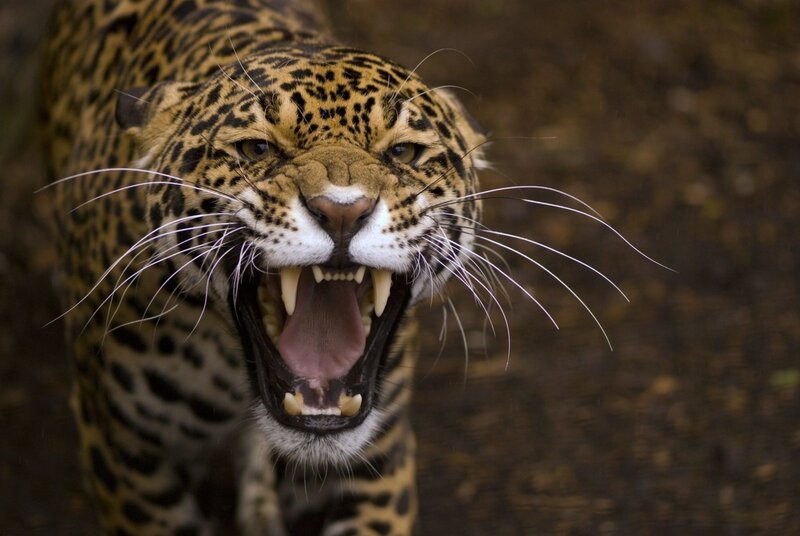 Jaguar roaring aggressively