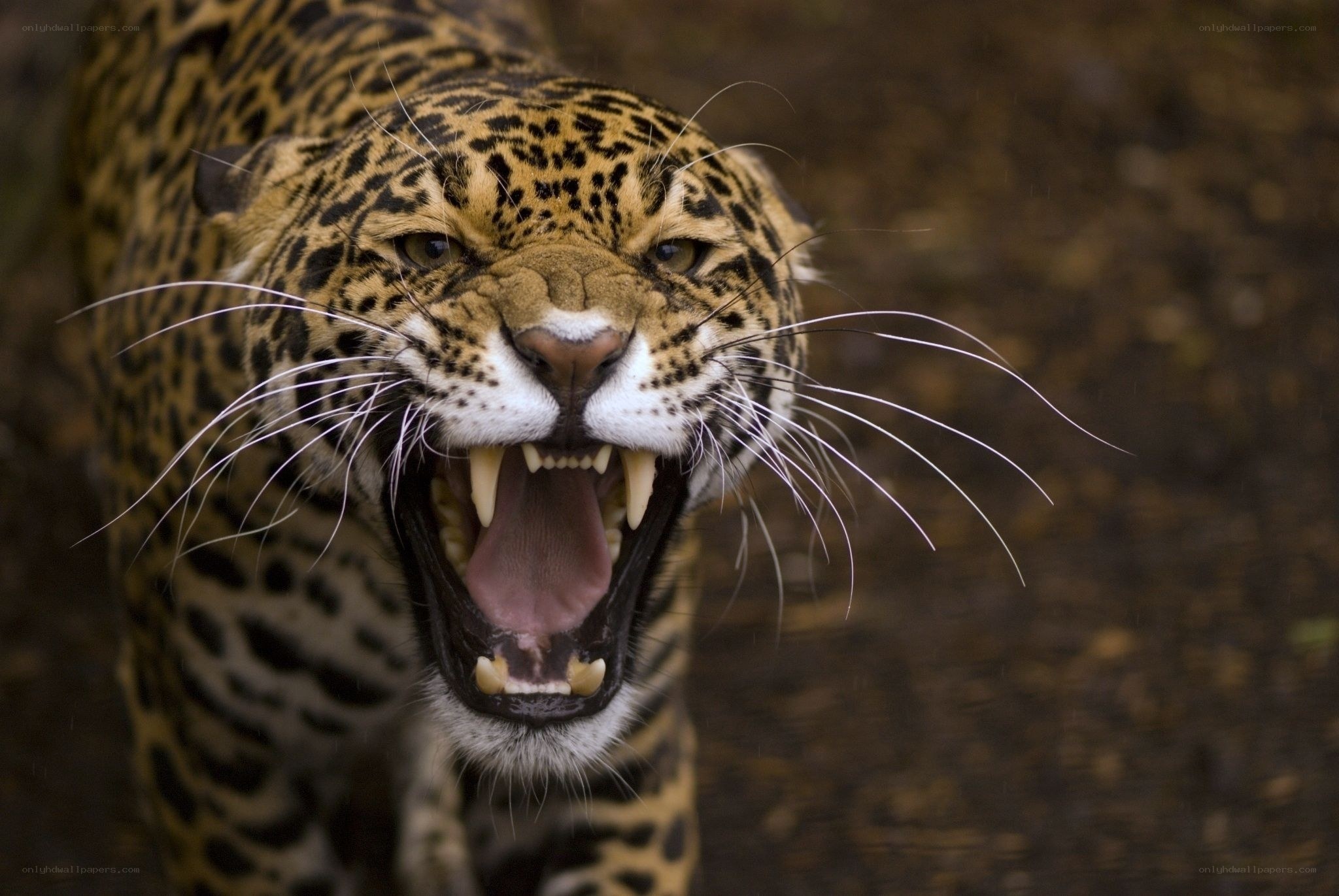 Jaguar roaring aggressively