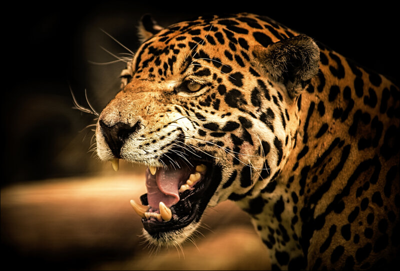 Jaguar Roaring — Brown, Dramatic