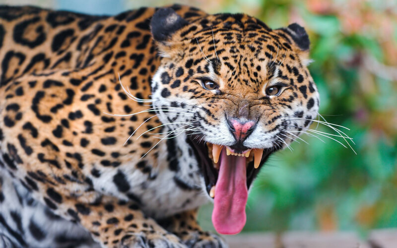Jaguar Roaring — Brown
