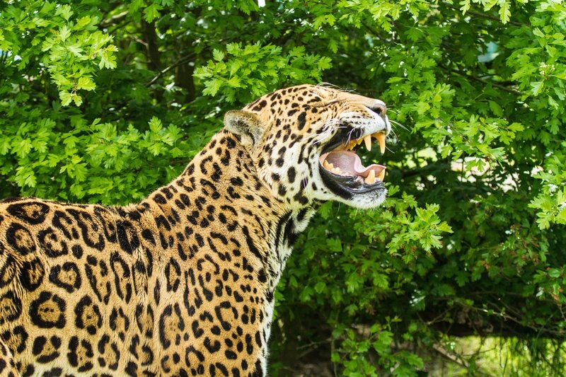 Jaguar Roaring — Green