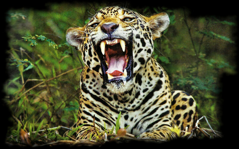 Jaguar Roaring in Grass