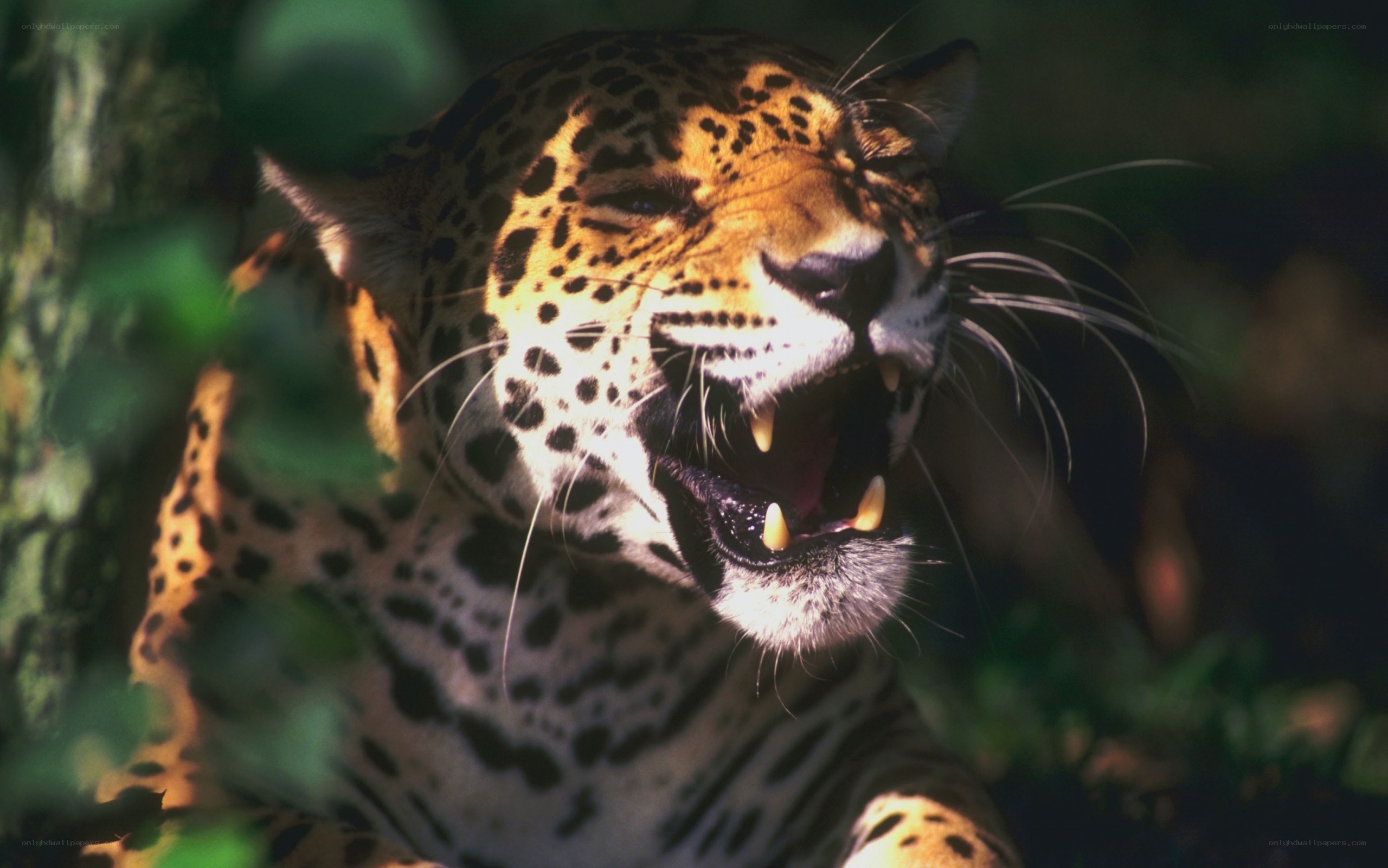 Jaguar roaring in the wild