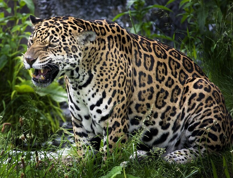 Jaguar roaring in the wild