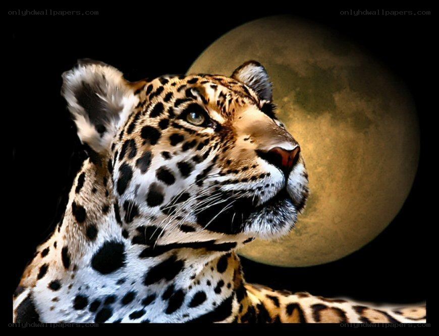 Jaguar under the full moon
