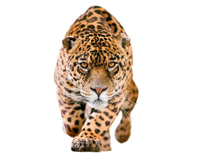 Jaguar Walking Forward