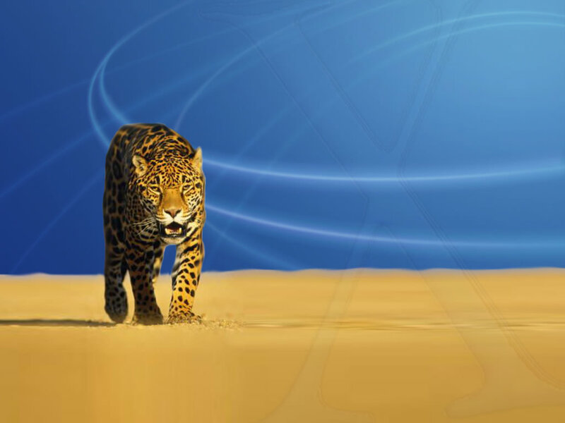 Jaguar Walking in Desert