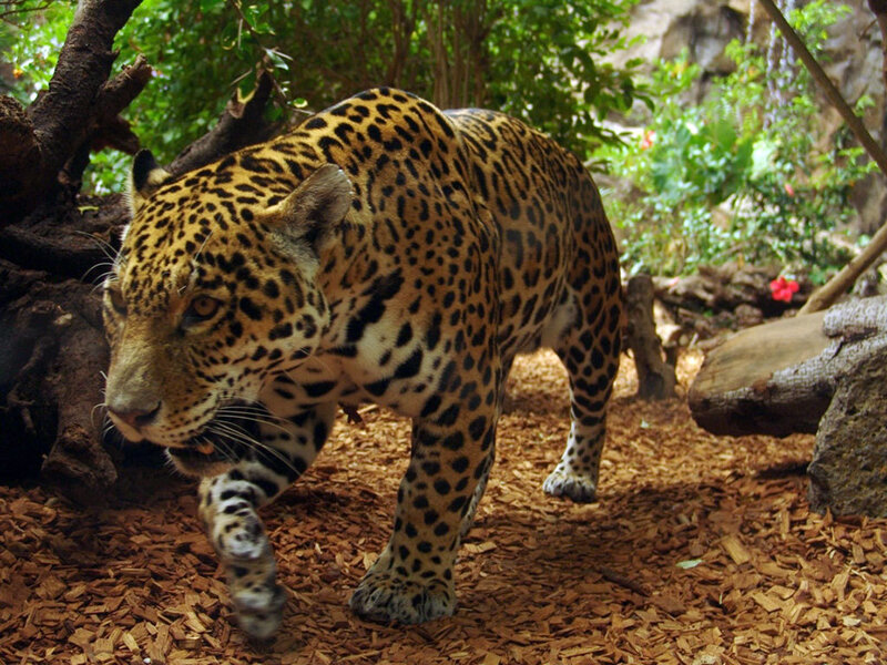 Jaguar walking in forest
