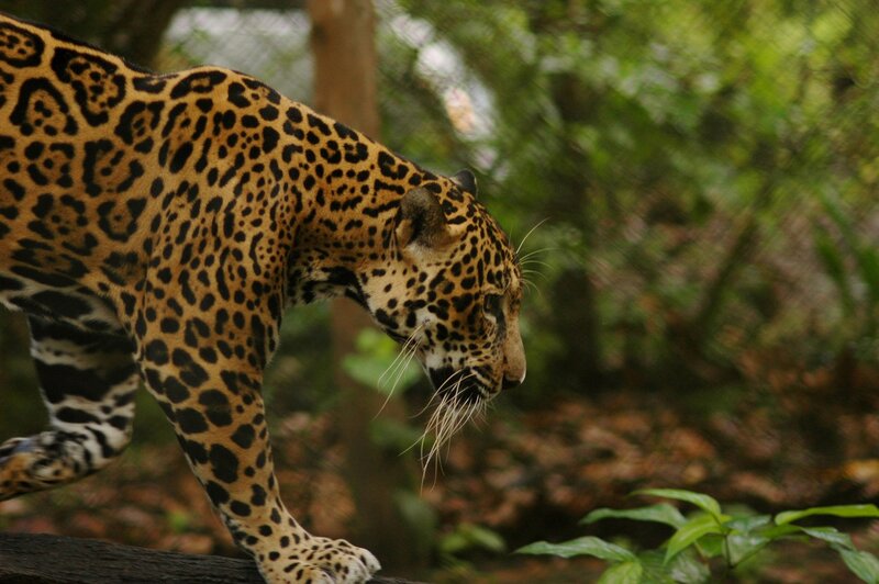 Jaguar Walking in Forest — Brown