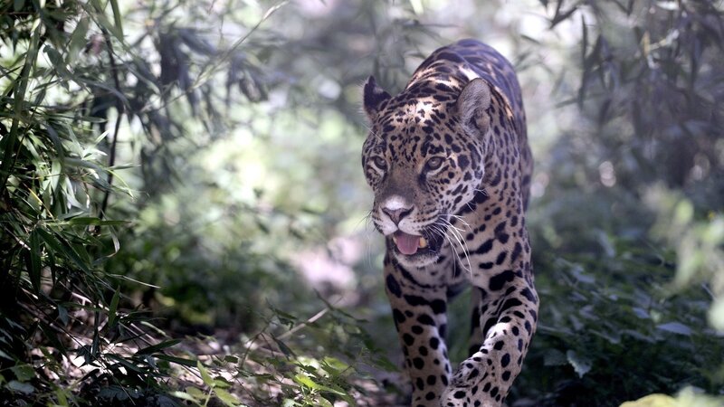 Jaguar Walking in Forest — Green, Natural, Afternoon