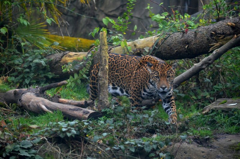 Jaguar Walking in Forest — Green, Natural