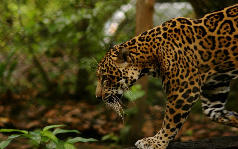 Jaguar Walking in Forest — Green