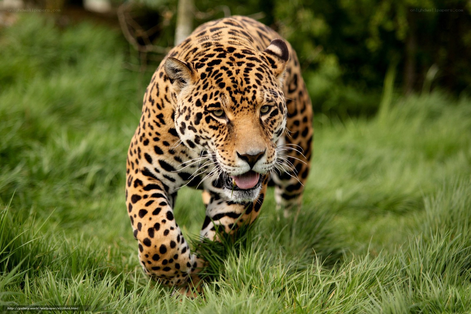 Jaguar walking in grass
