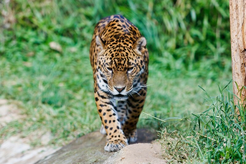 Jaguar walking in grass