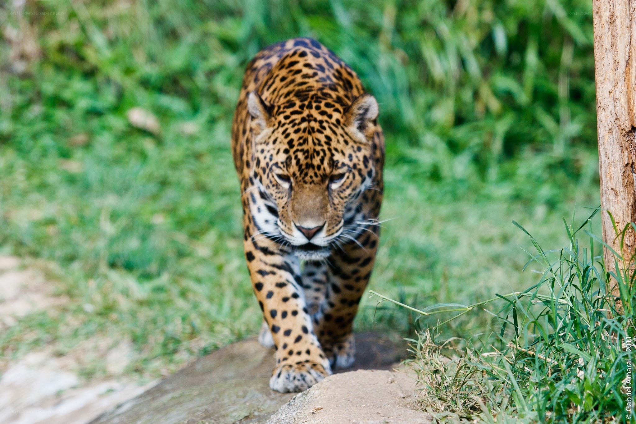 Jaguar walking in grass