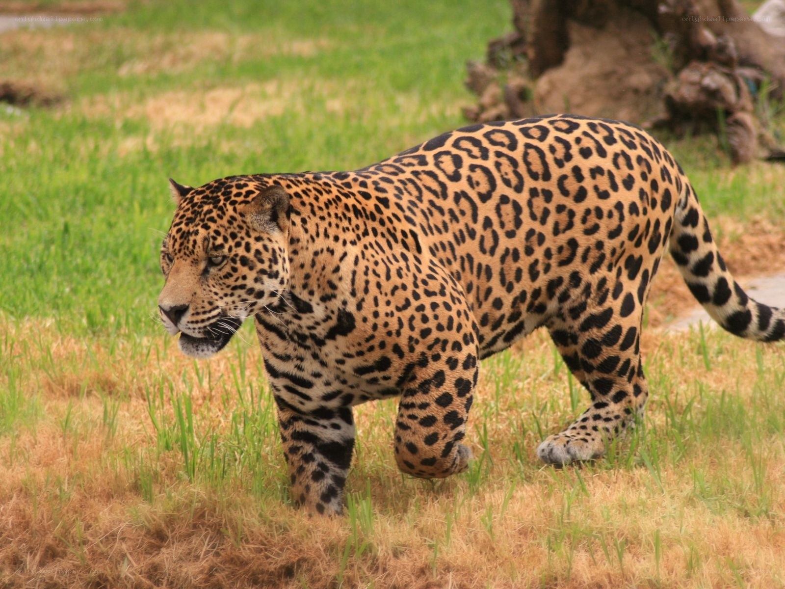 Jaguar walking in grass