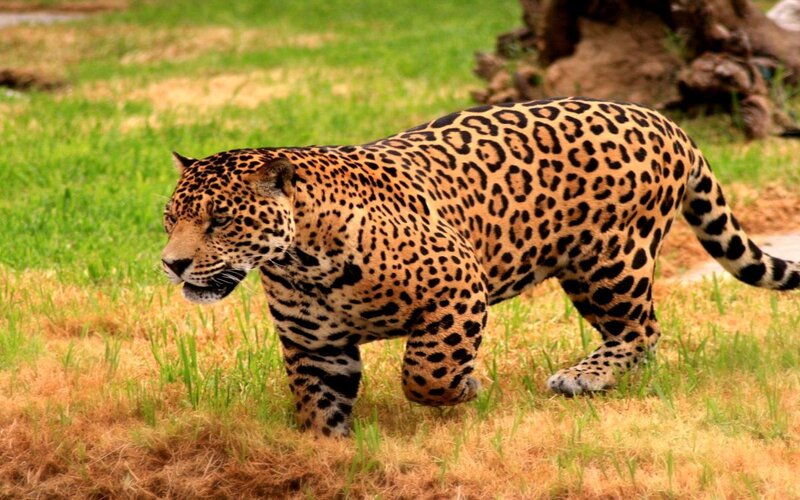 Jaguar walking in grass