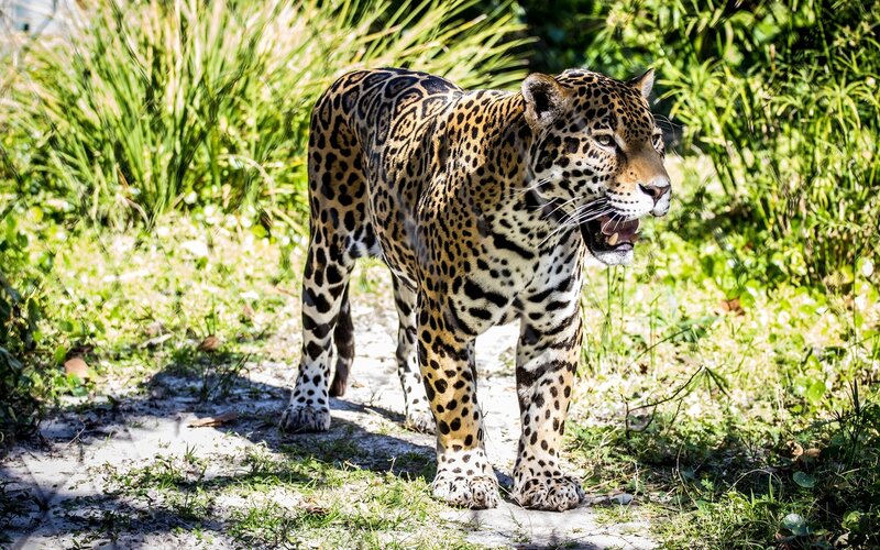 Jaguar Walking in Grass — Green, Alert, Afternoon