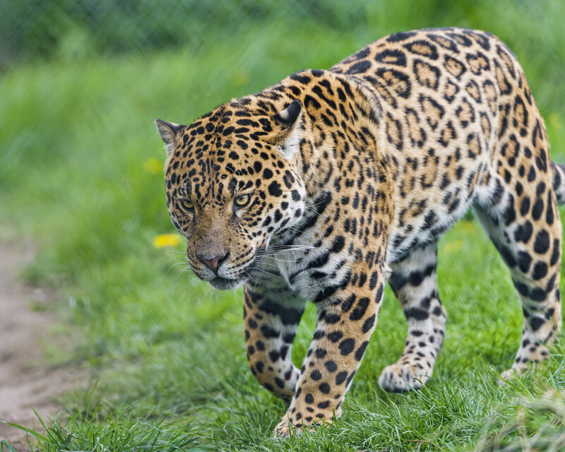 Jaguar Walking in Grass — Green, Alert