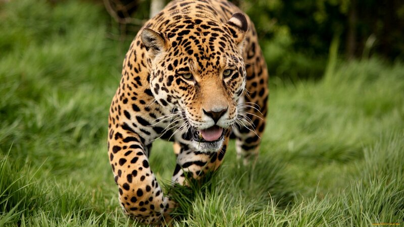 Jaguar Walking in Grass — Green, Intense