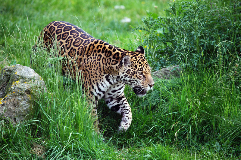 Jaguar Walking in Grass — Green, Natural