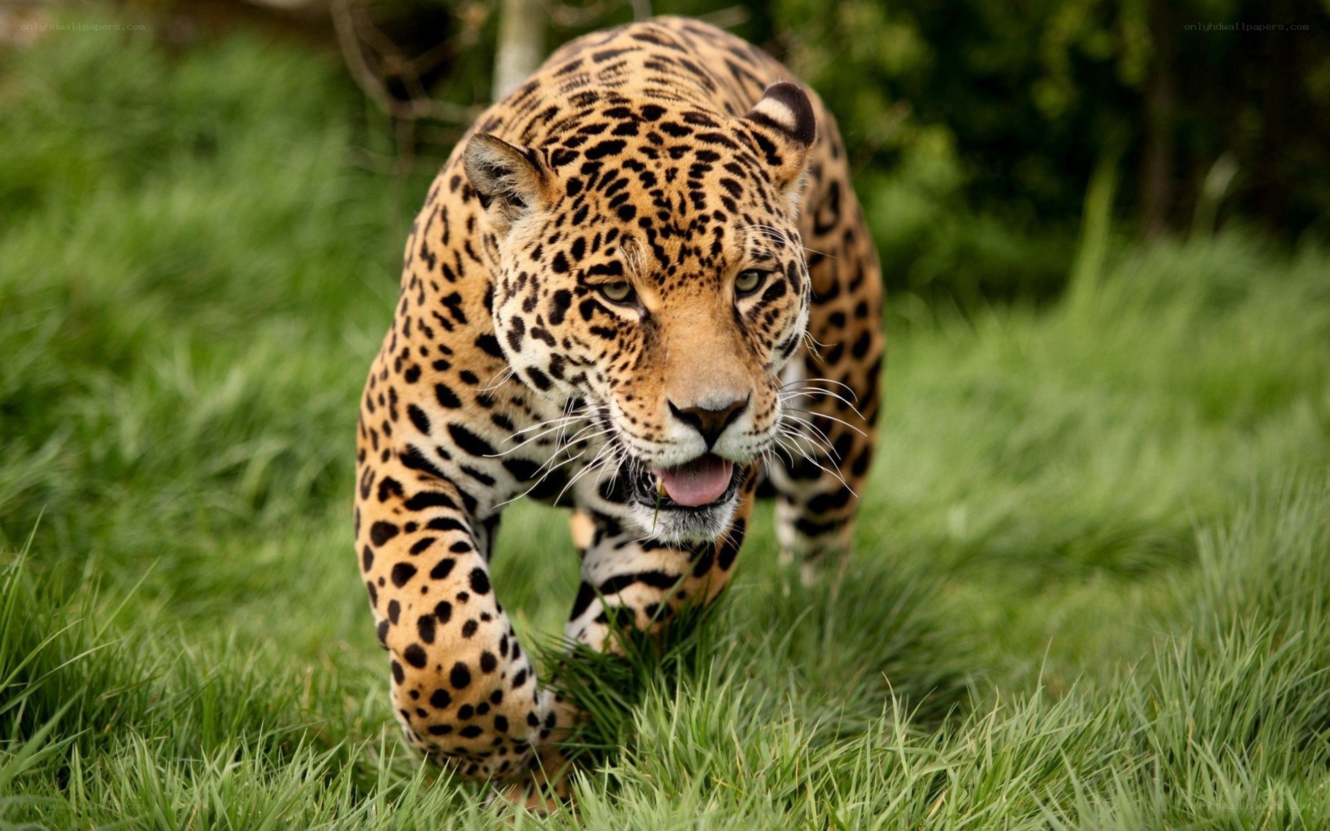 Jaguar walking in grass