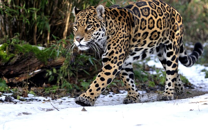 Jaguar Walking in Snow — Black
