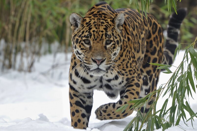 Jaguar walking in snow