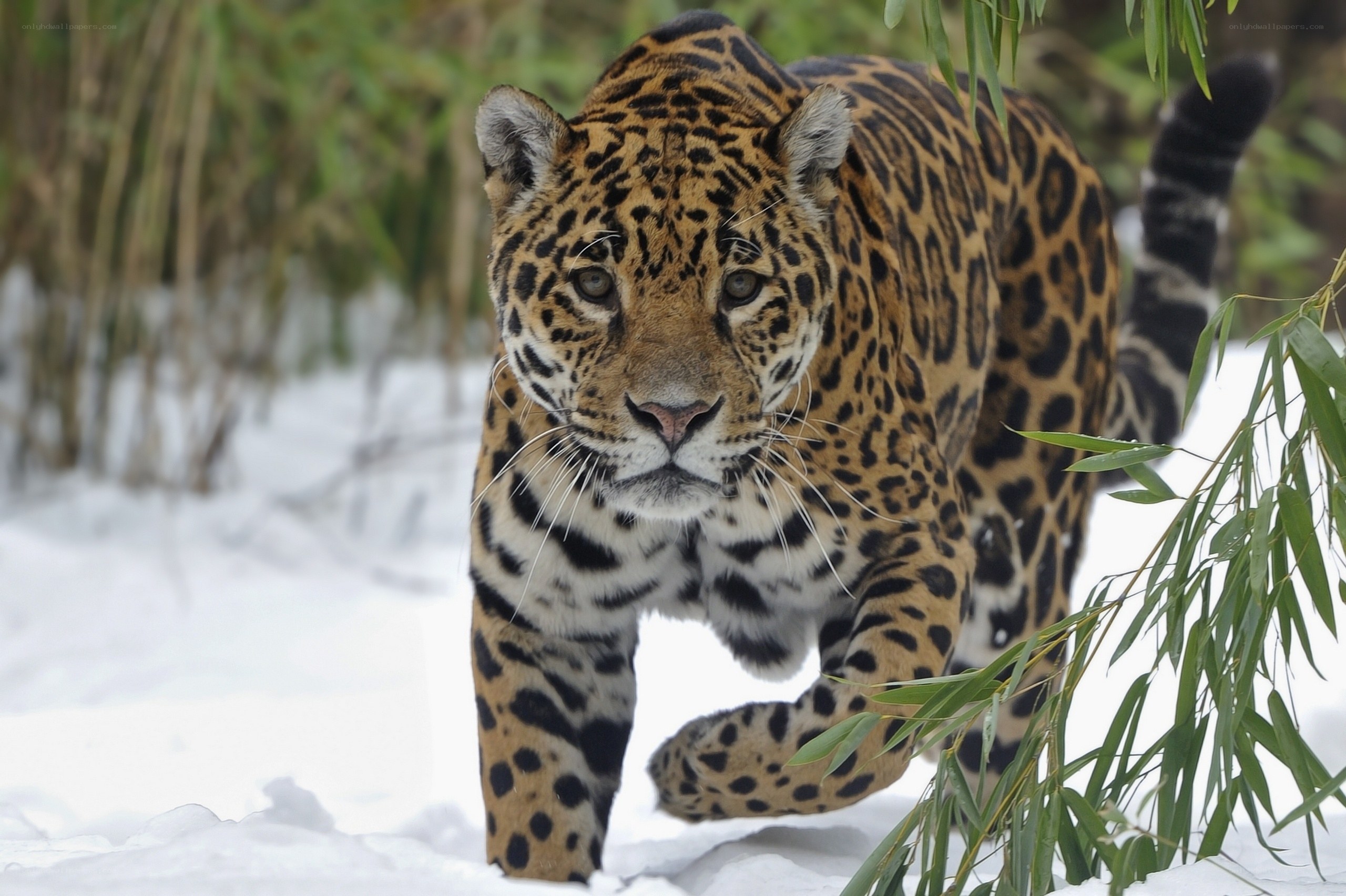 Jaguar walking in snow