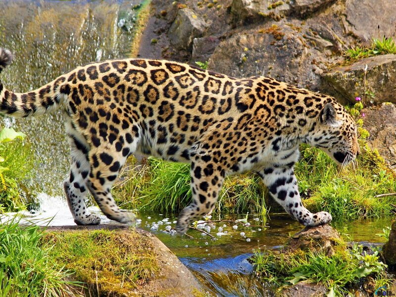 Jaguar Walking in Stream — Brown