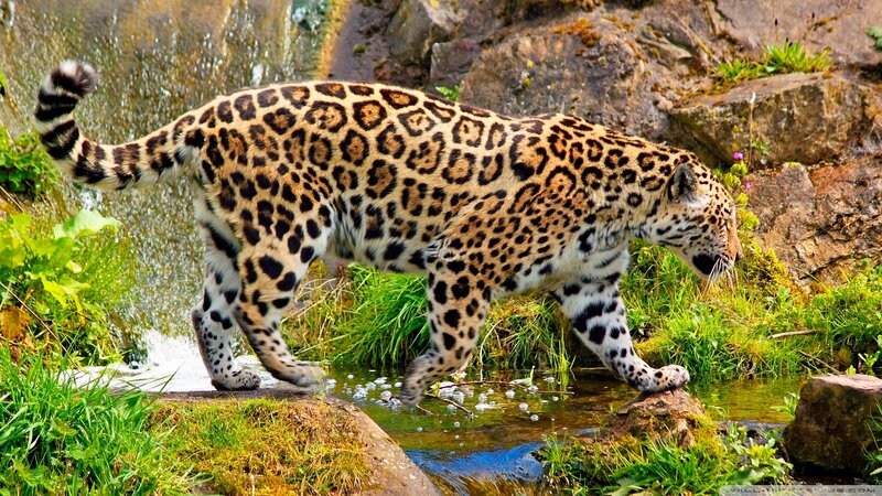Jaguar Walking in Stream — Green, Natural