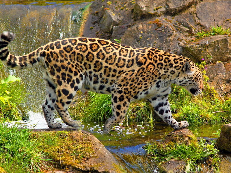 Jaguar Walking in Stream