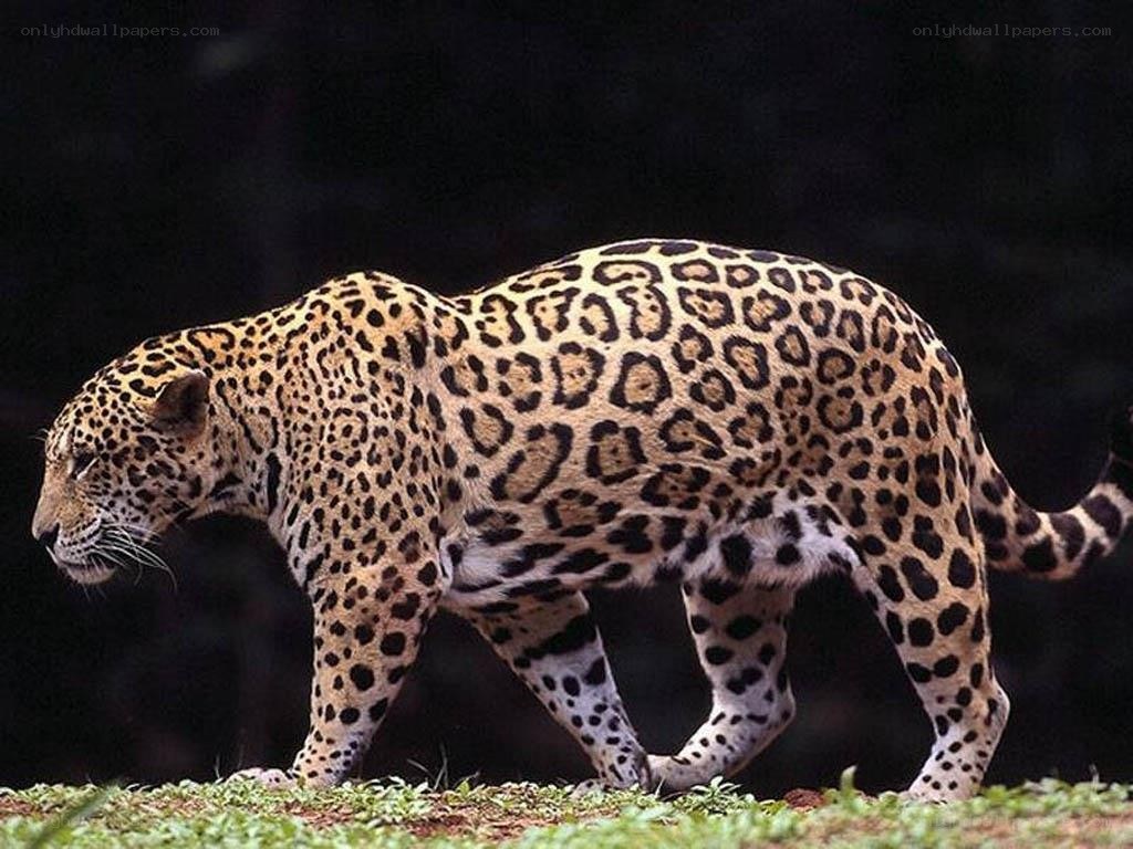 Jaguar walking in the wild