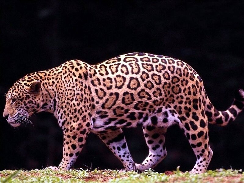 Jaguar walking in the wild