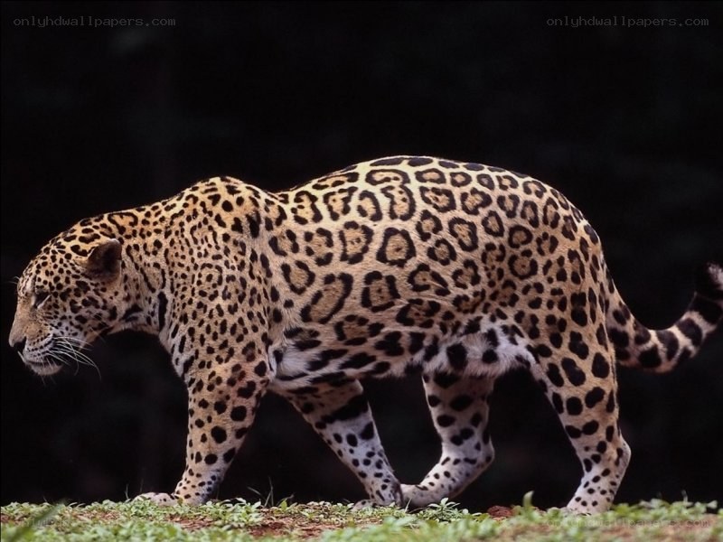 Jaguar walking in the wild