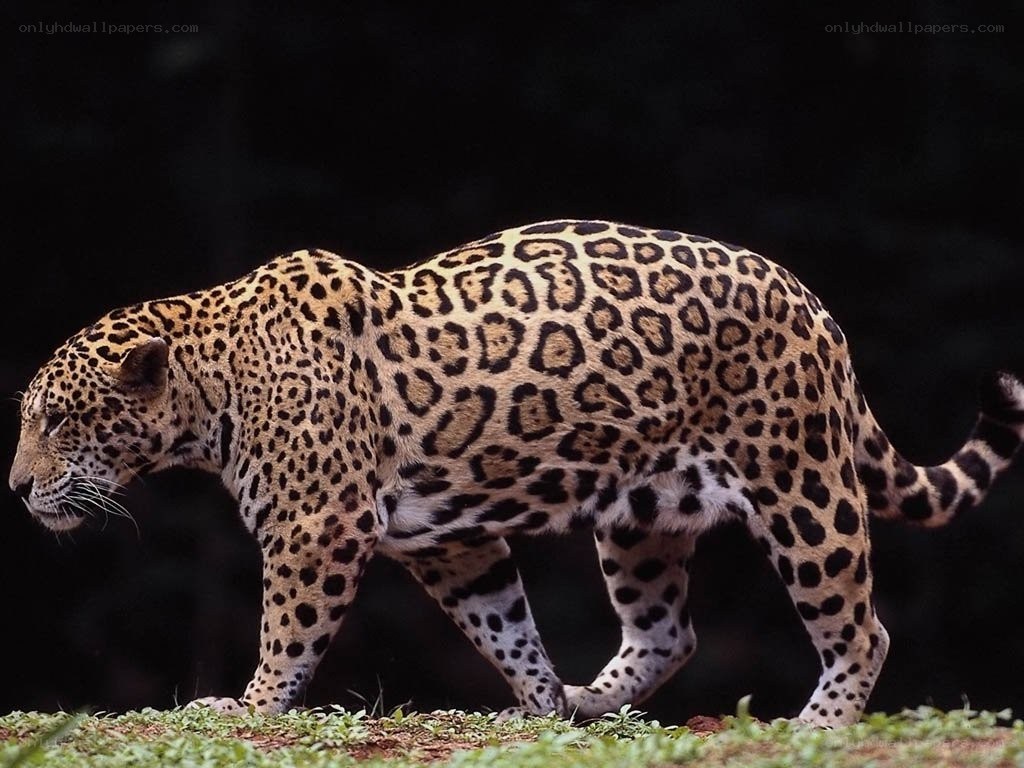 Jaguar walking in the wild