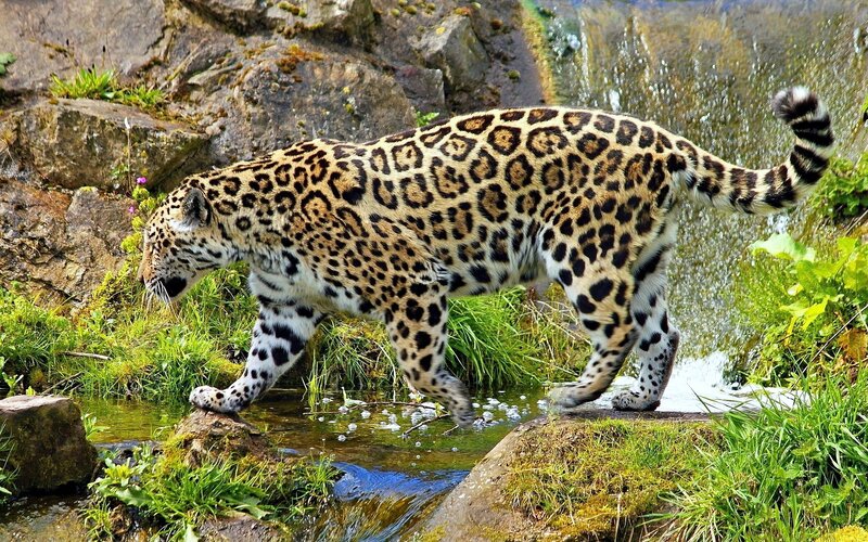 Jaguar Walking Near Stream