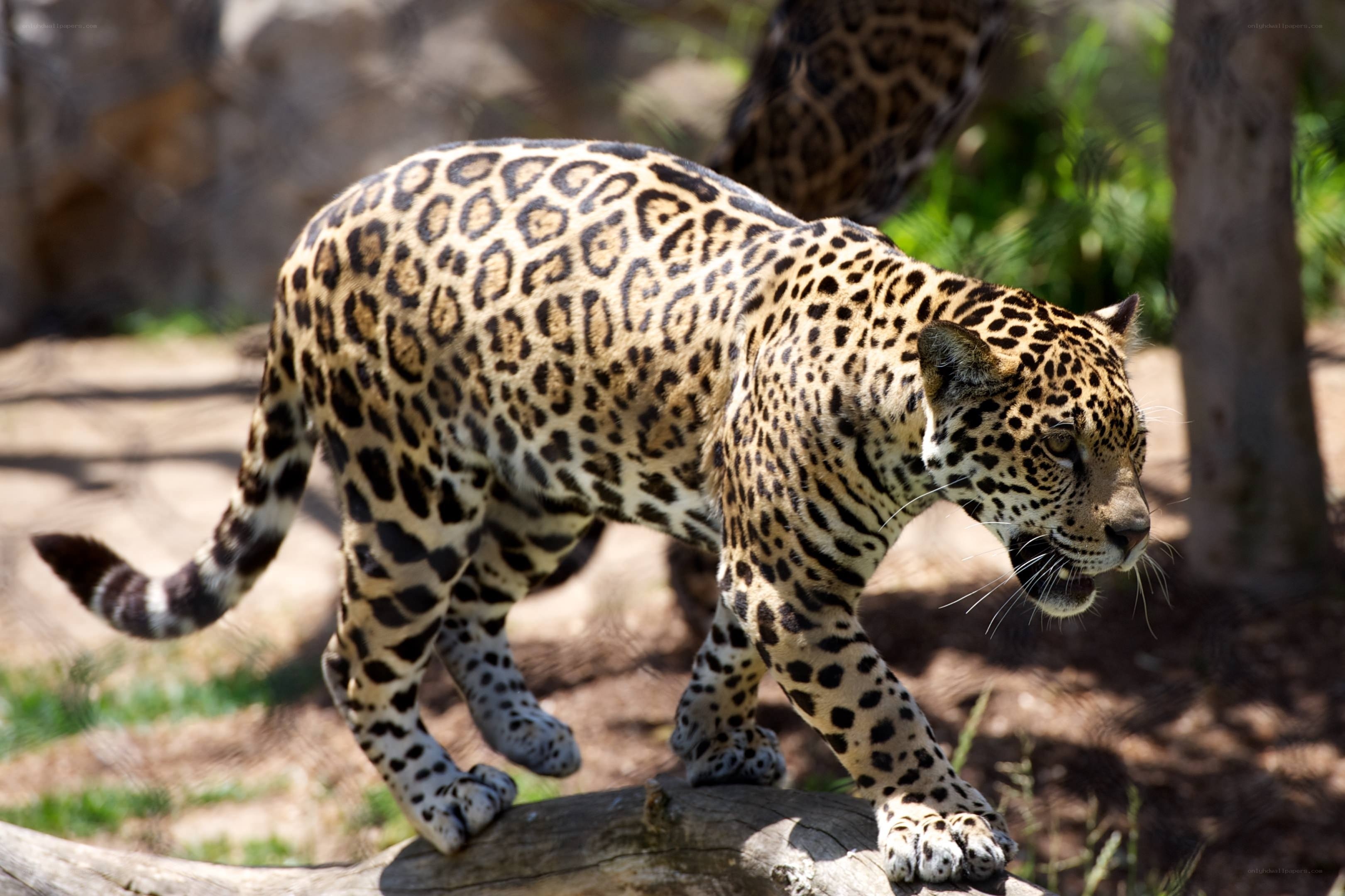 Jaguar walking on a log