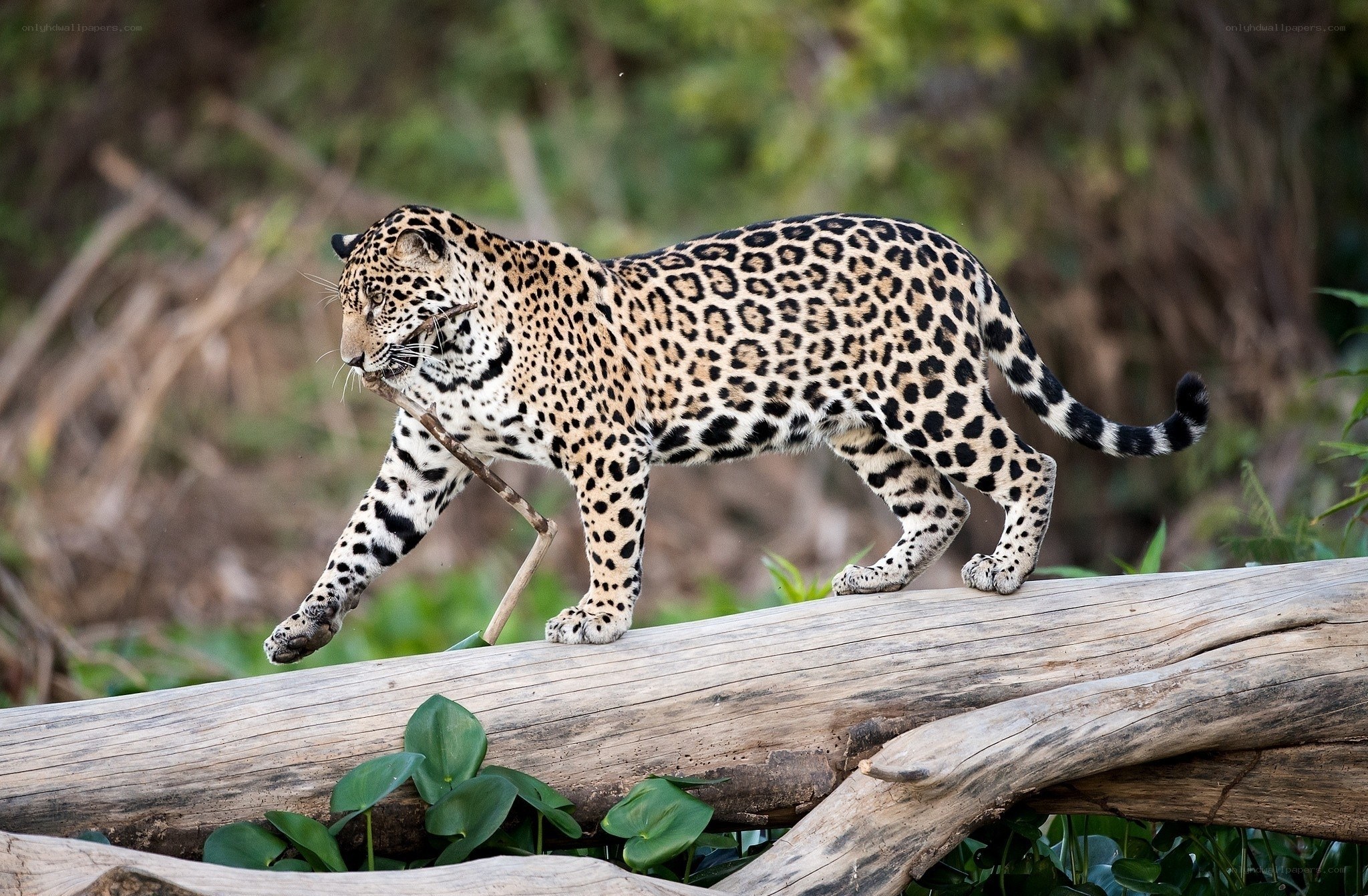 Jaguar walking on a log