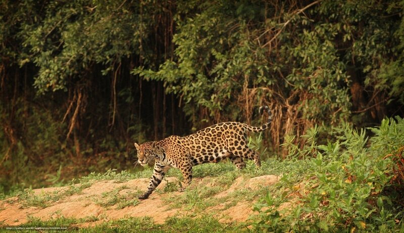 Jaguar Walking on Bank — Green